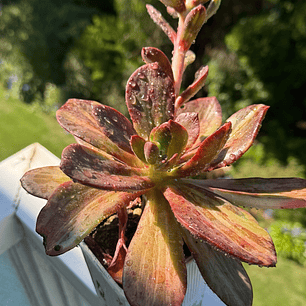 Echeveria metálica variegada,