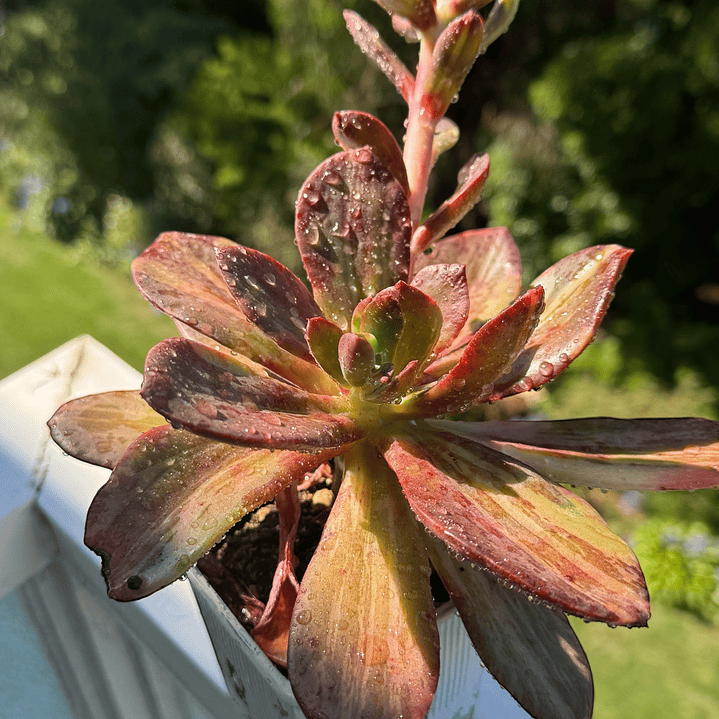 Echeveria metálica variegada, 1