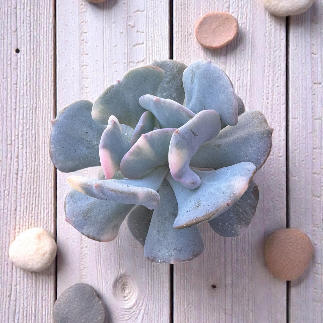 Cubic frost variegada tonos lilas y grises  1