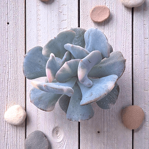 Cubic frost variegada tonos lilas y grises 