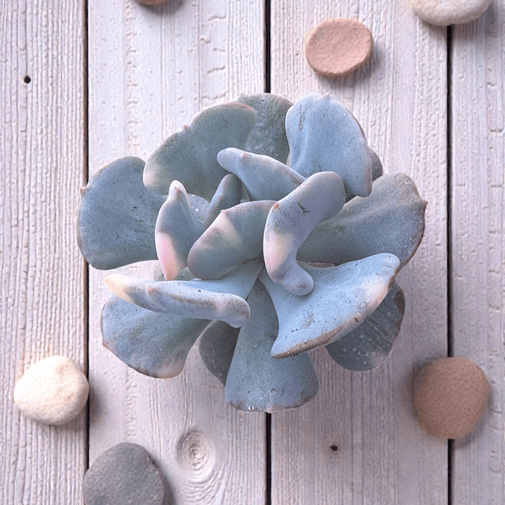 Cubic frost variegada tonos lilas y grises  1