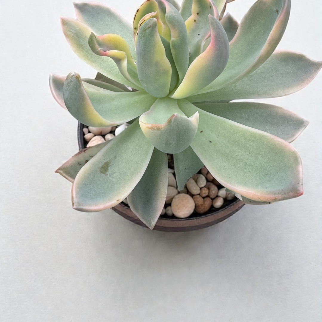 Graptoveria lily variegada 1