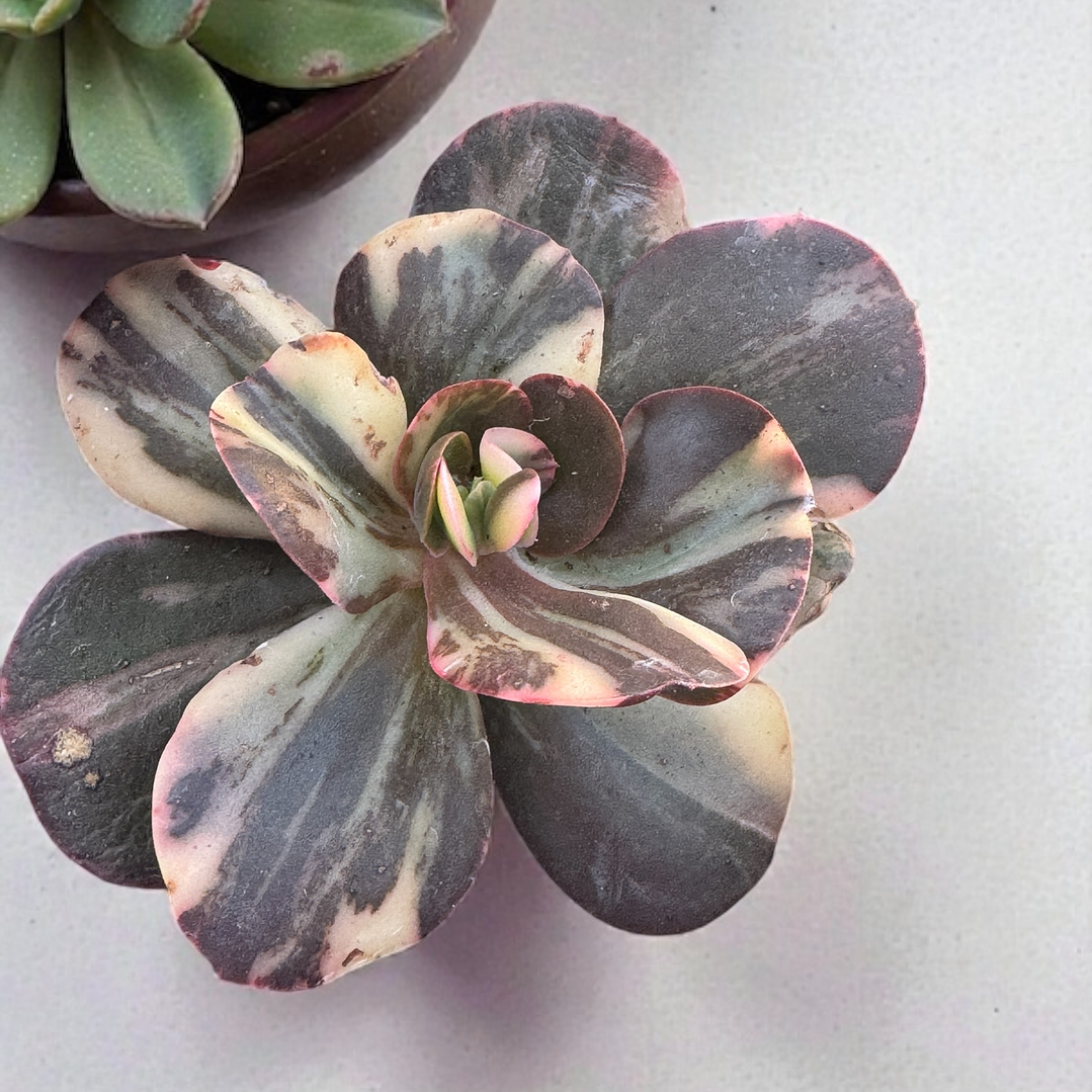 Echeveria prima donna variegada 1