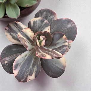 Echeveria prima donna variegada