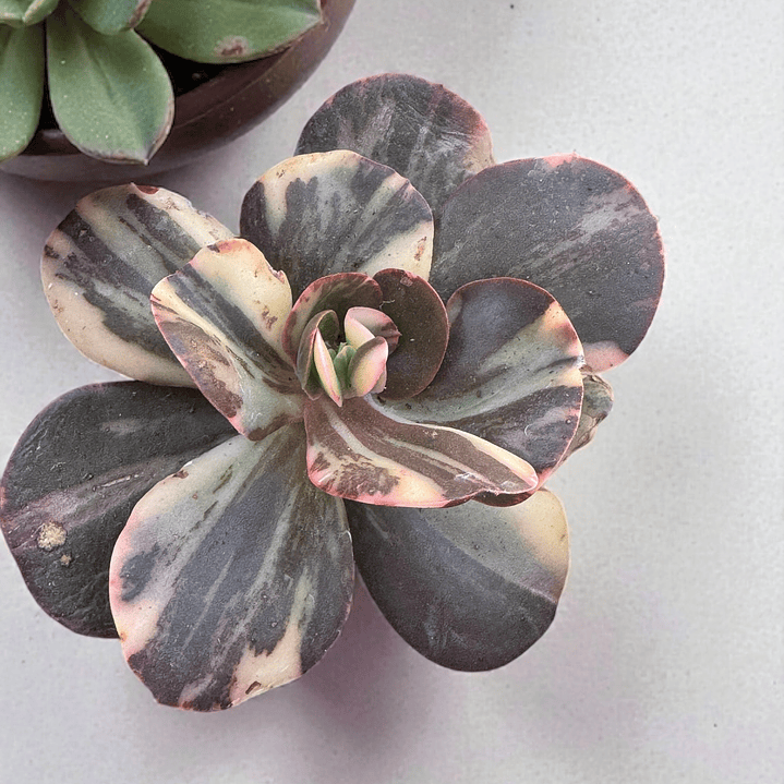 Echeveria prima donna variegada 1