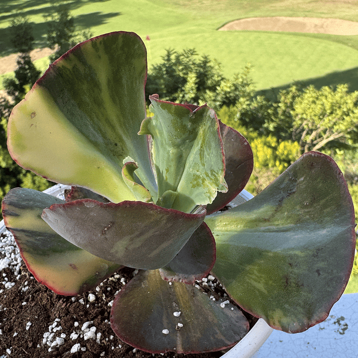 Maura loa variegada  1