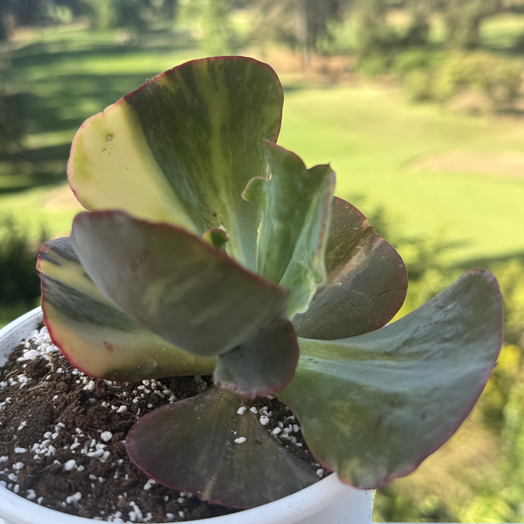 Maura loa variegada  2