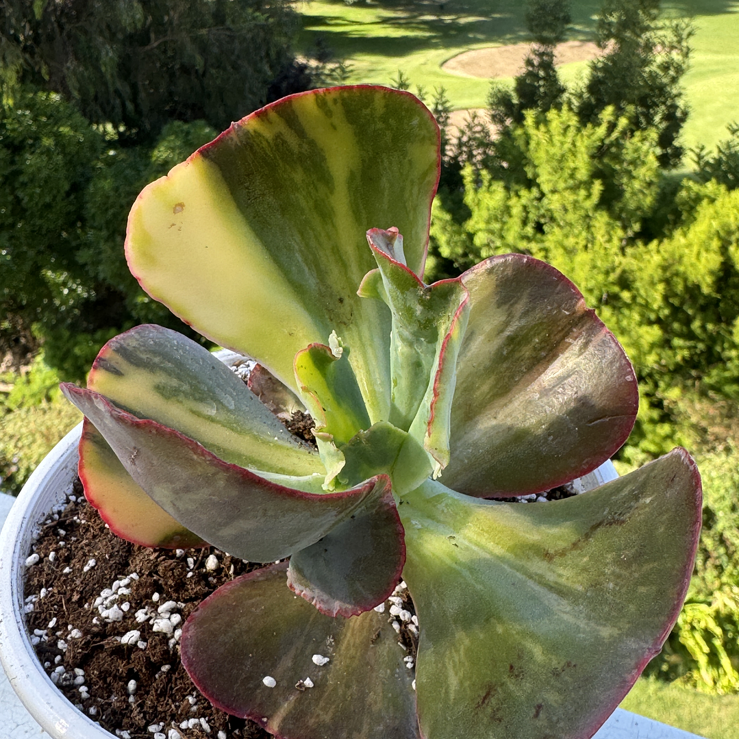 Maura loa variegada  3