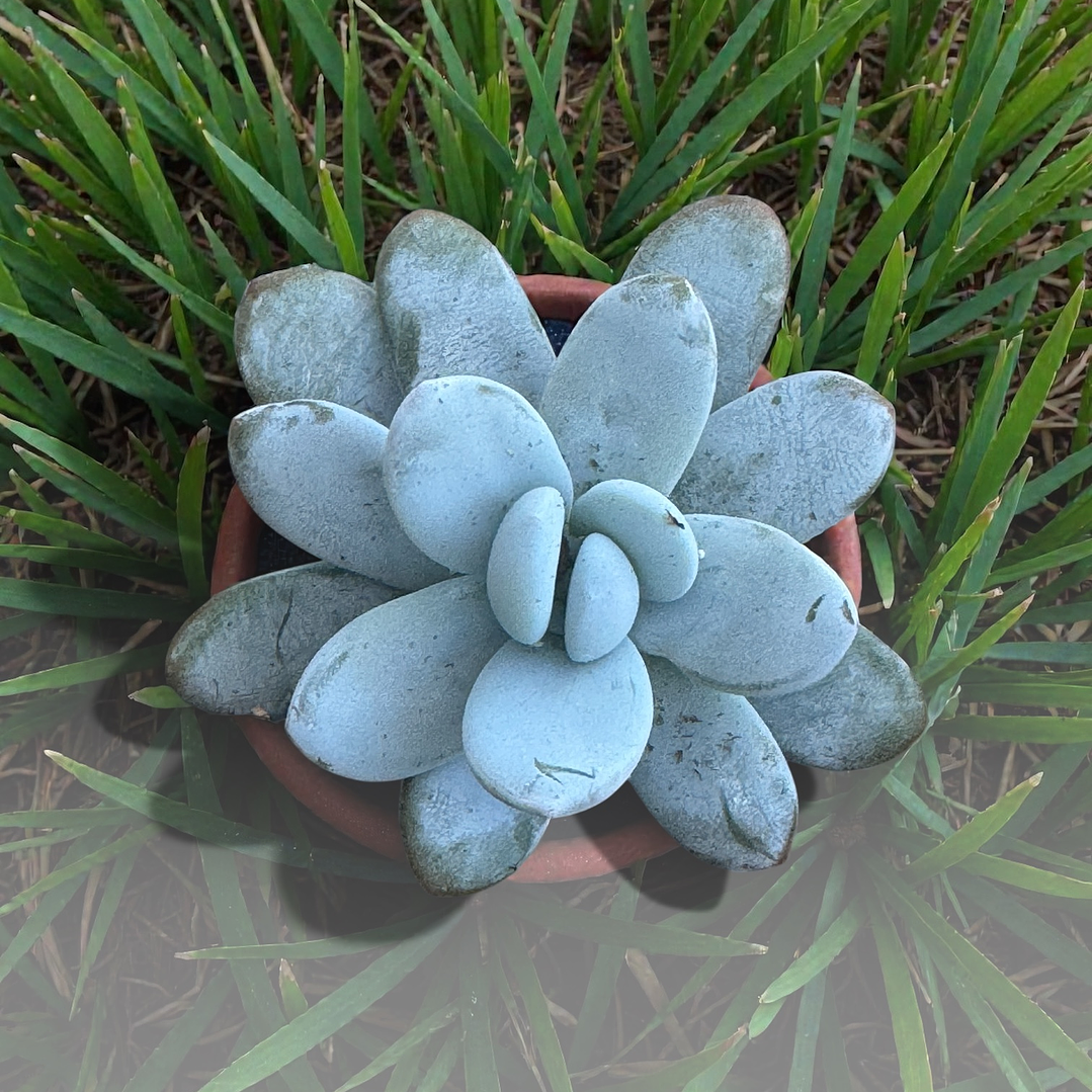 Jeronima cuicatecana 1