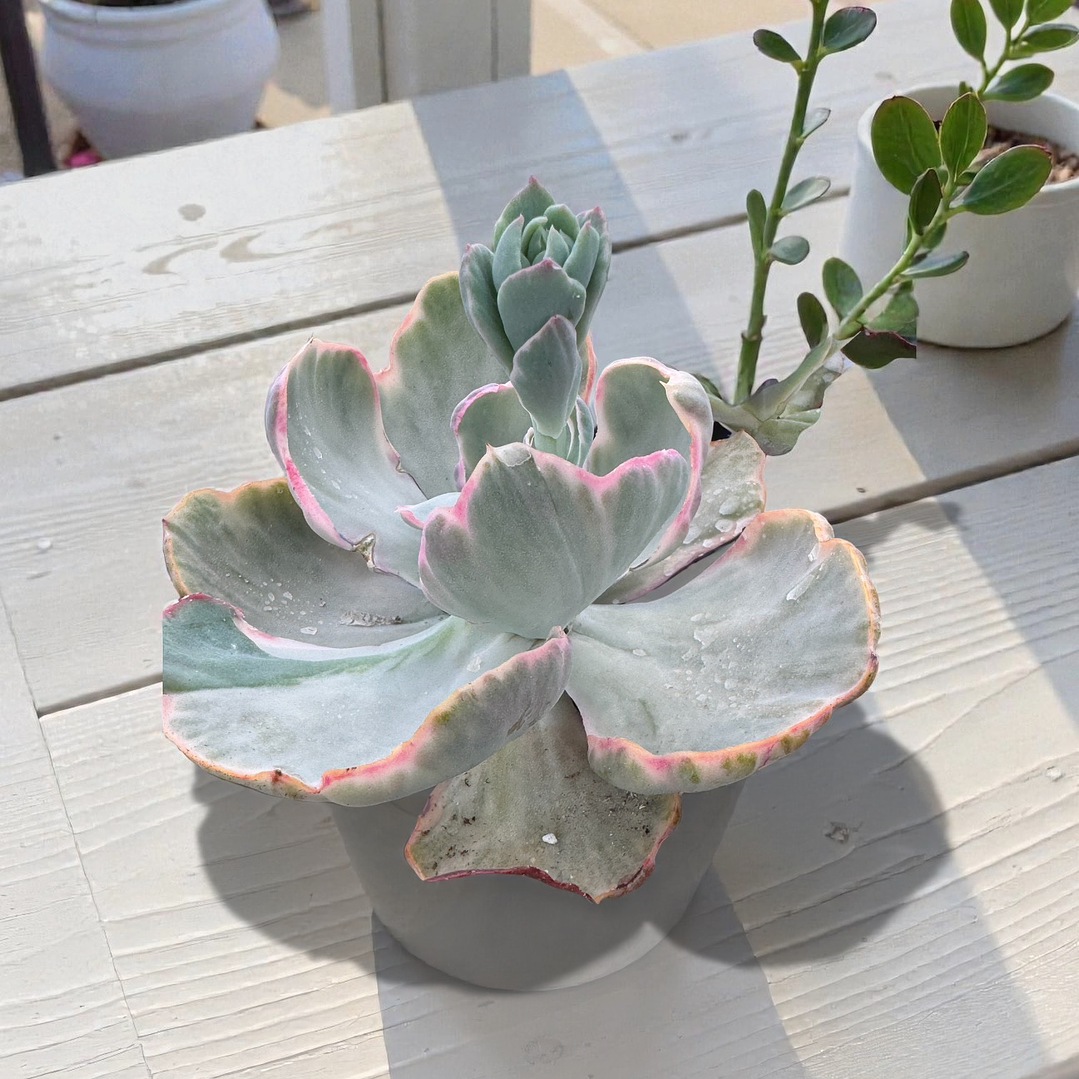 echeveria flying cloud variegada 1