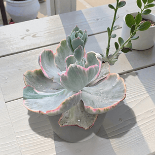 echeveria flying cloud variegada