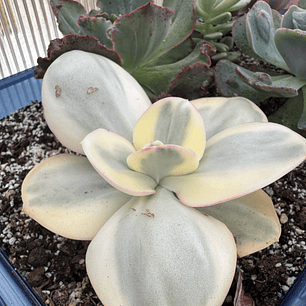 Echeveria Suyon variegada