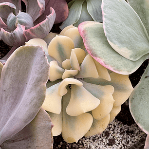 Cubic frost variegada tonos amarillos y lila