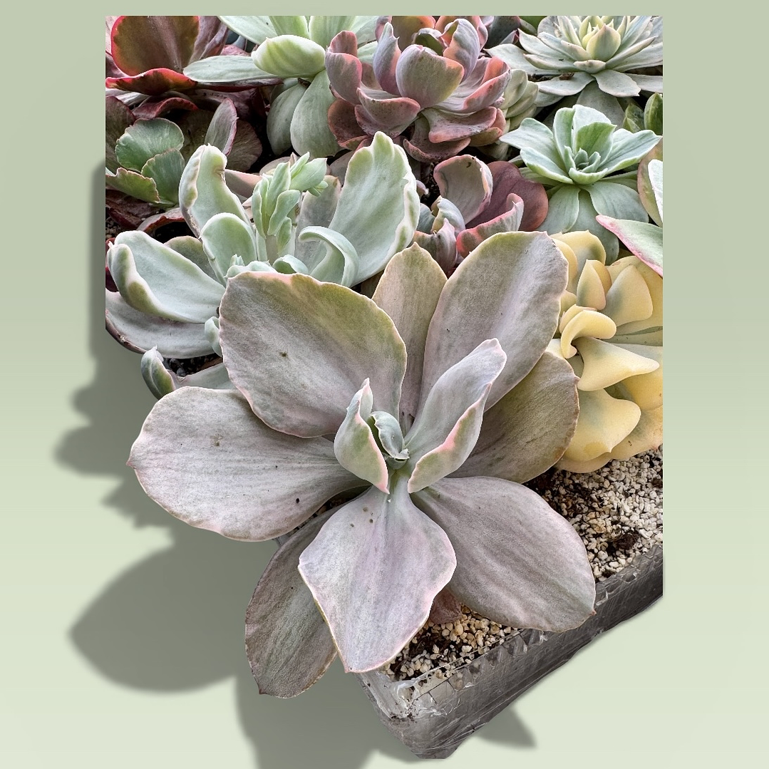 Decora variegada 1