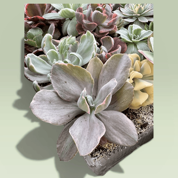 Decora variegada 1