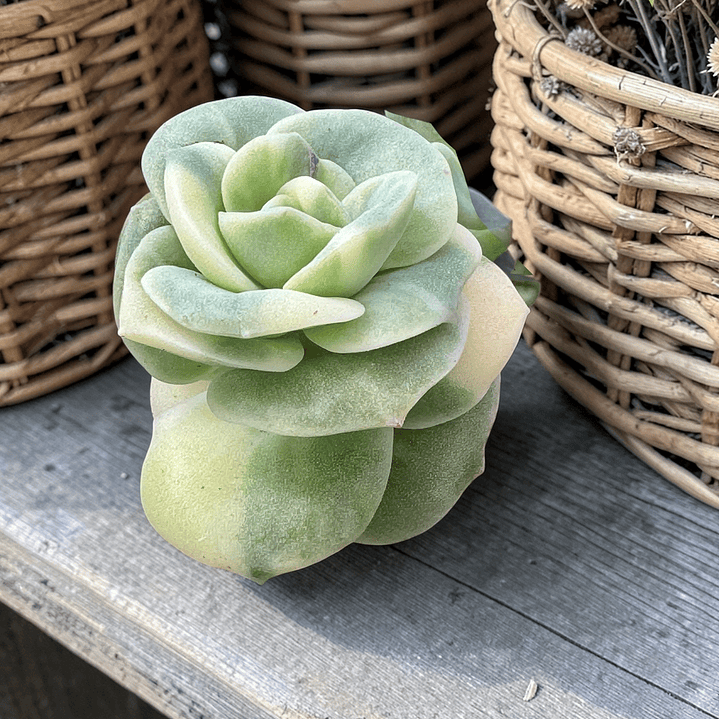 Lovely Rose variegada  1