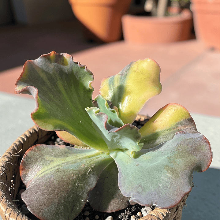 Mauna loa variegada 1