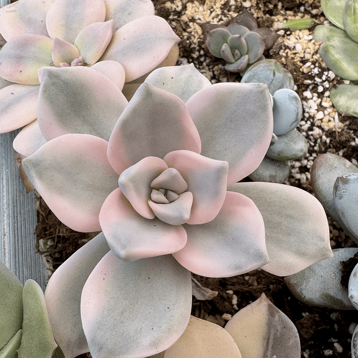 Graptopelalum purple deligth variegado 1