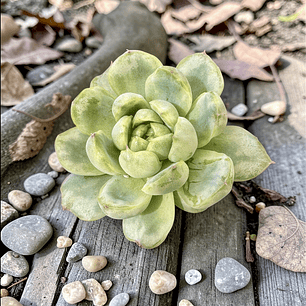 Echeveria Ice angel variegada