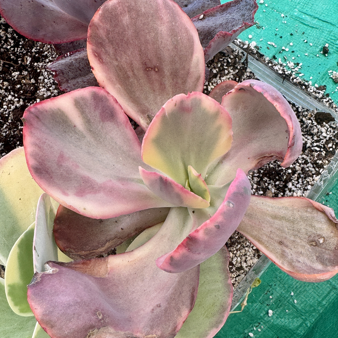 Echeveria palace variegada 1