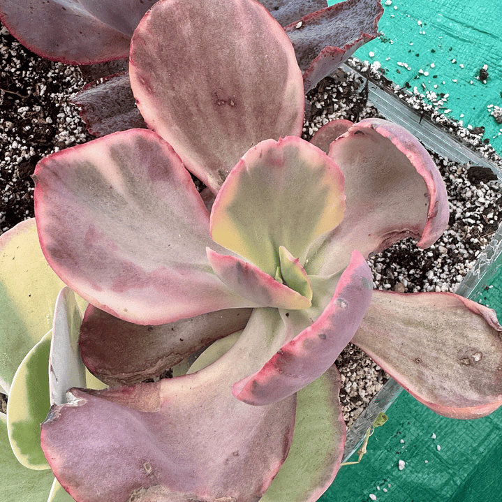 Echeveria palace variegada 1