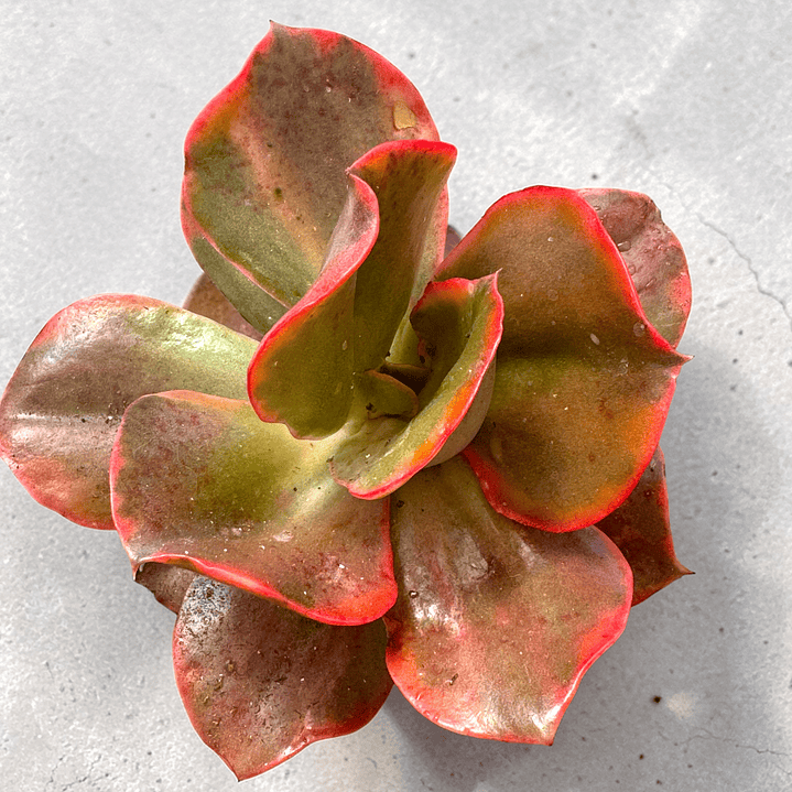 Minigousang variegada 1