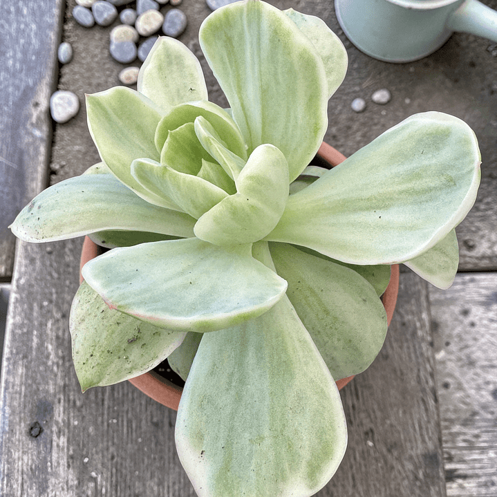 Echeveria mocha variegada 1