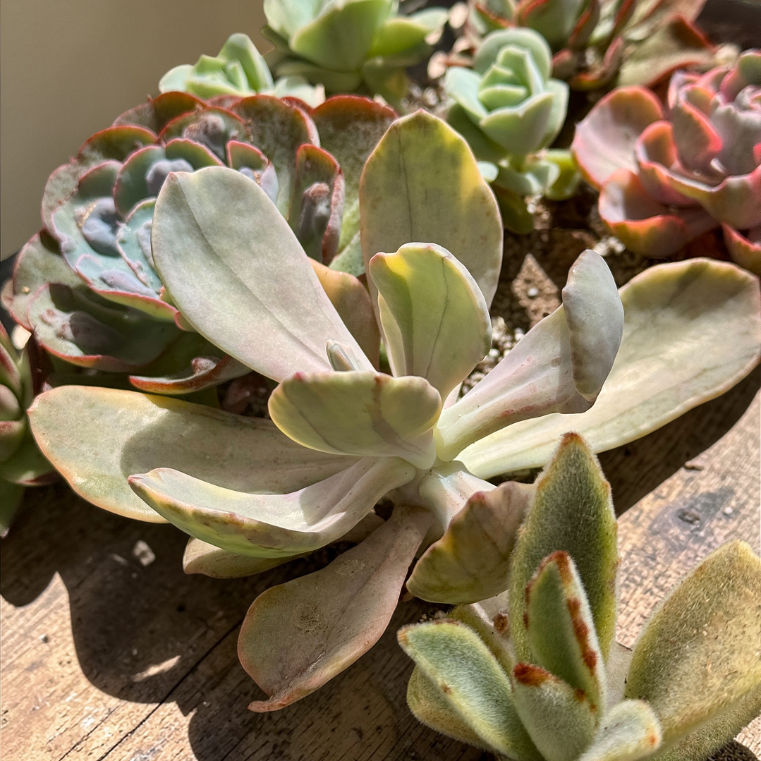 Pamphoteus variegada 1