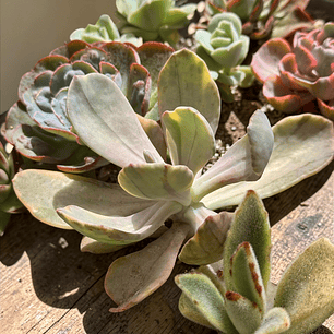 Pamphoteus variegada