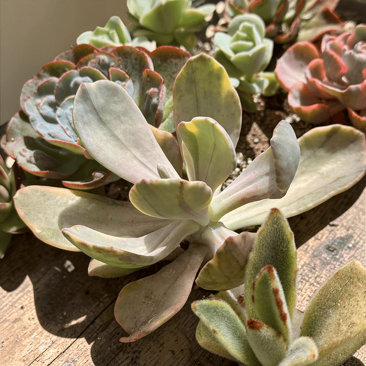 Pamphoteus variegada 1