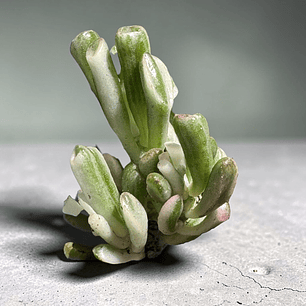 Crasula hobbit Variegada pequeña