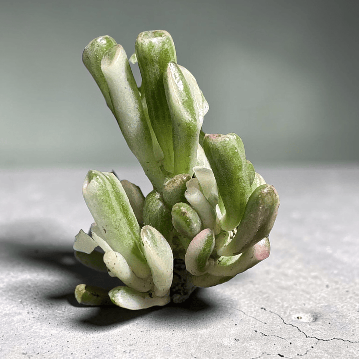 Crasula hobbit Variegada pequeña 1