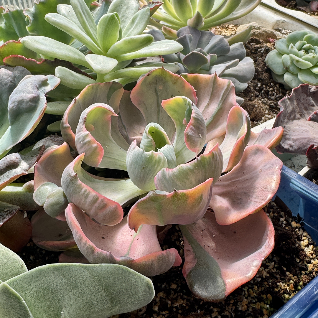 Echeveria beyonce rainbow 1