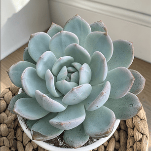 Echeveria monroe 14  cm de diámetro gran tamaño
