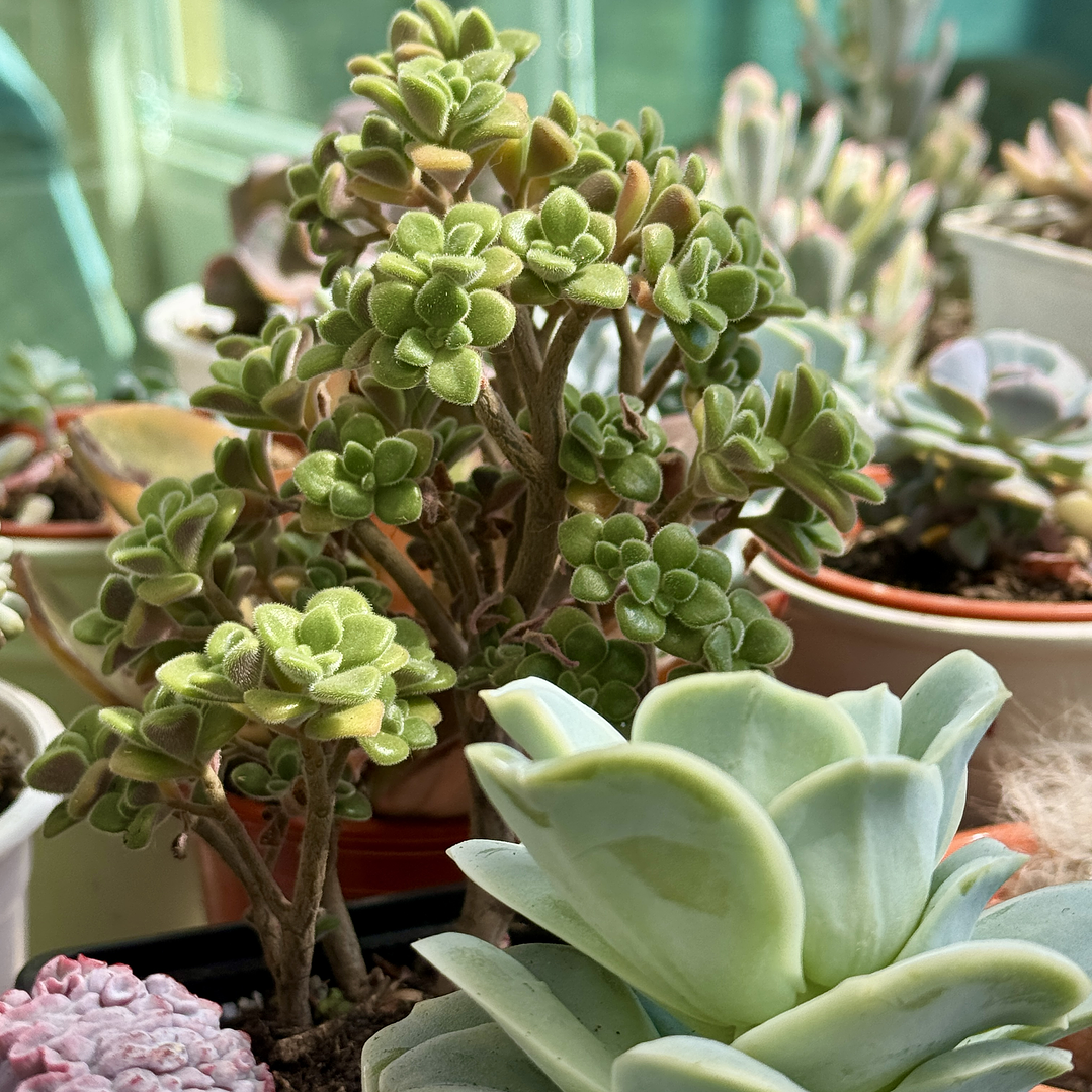 Sedum spathulifolium 1