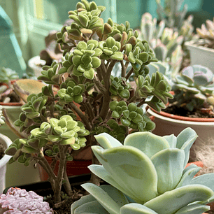 Sedum spathulifolium