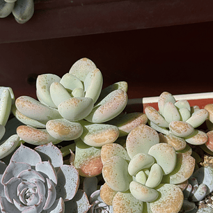 Pachyphytum orange snowball