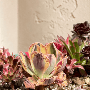 Aeonium marnier lapostelle