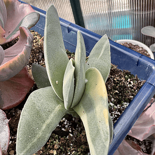 Crasula falcata variegada 