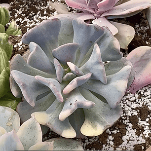 Cubic frost variegada