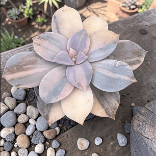 Graptopetalum superbum variegado