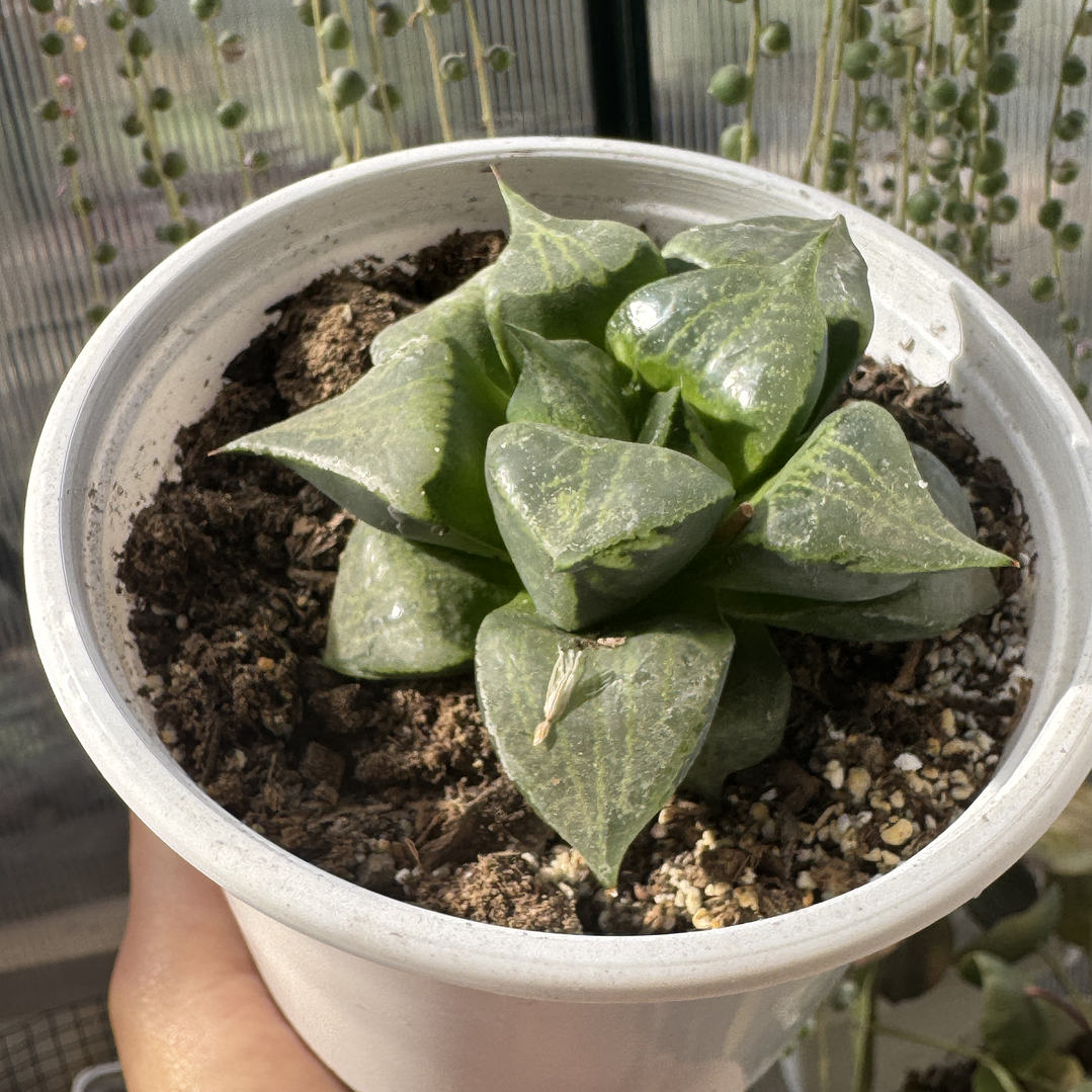 Haworthia comptoniana urahannya 1