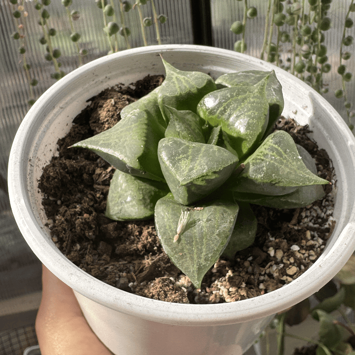 Haworthia comptoniana urahannya 1