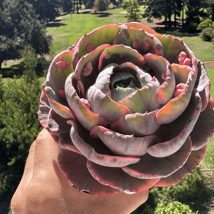 Beyonce Rainbow variegada  1