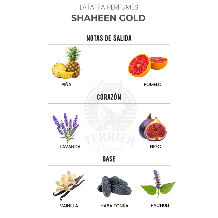 Perfume Lattafa Shaheen Gold 100 ml EDP Unisex - Inspirado en Music For a While de Frederic Malle 2