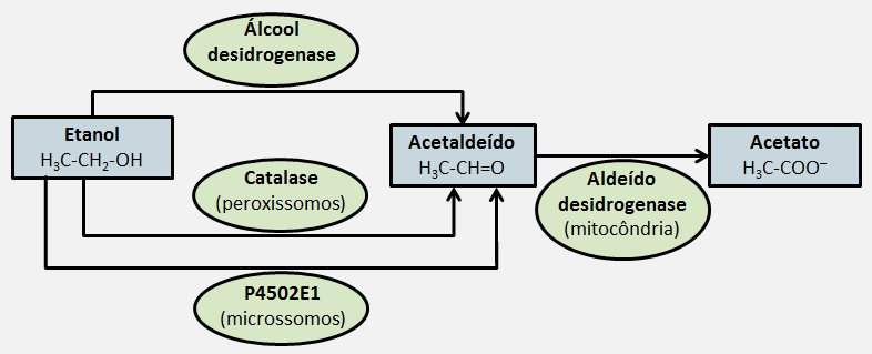 Reações alcoólicas - Metabolismo do Etanol