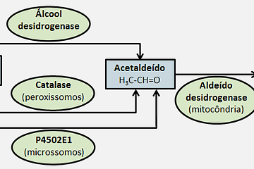 Reações alcoólicas - Metabolismo do Etanol