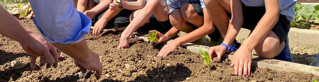 Proyecto de Huerto Escolar: Aprender Cultivando