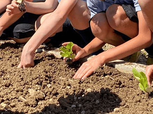 Proyecto de Huerto Escolar: Aprender Cultivando