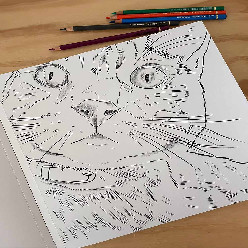 LIBRO GATOS POR CATA FUENZALIDA 2